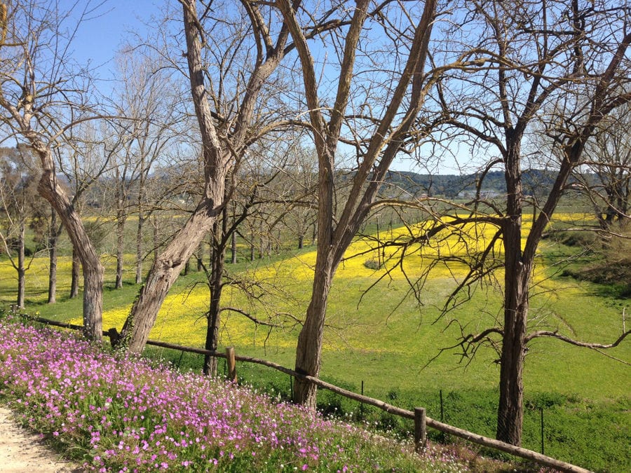 rose flowers and high trees in the buckround of a stretch of yellows flowers and green grass at 'Theotoky Estate'
